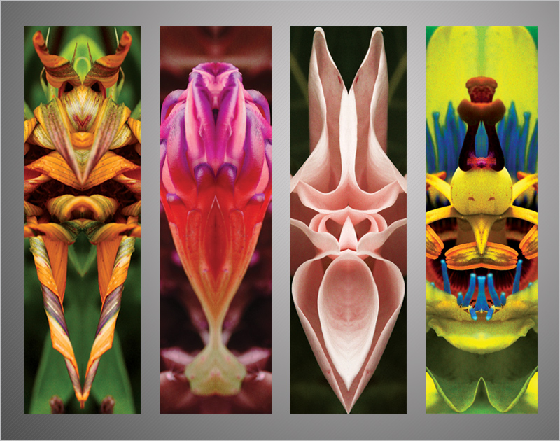 Rodrigo Pedrolli photographic work, Alien Nature, http://www.aliennature.com
